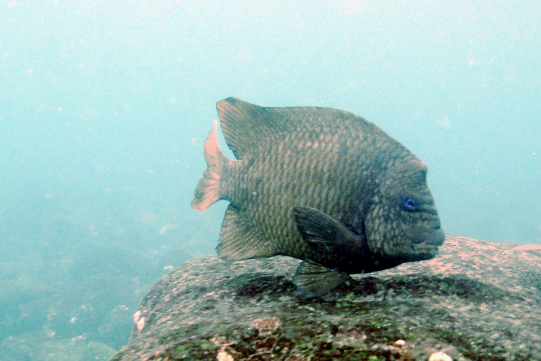 Image of Giant damselfish