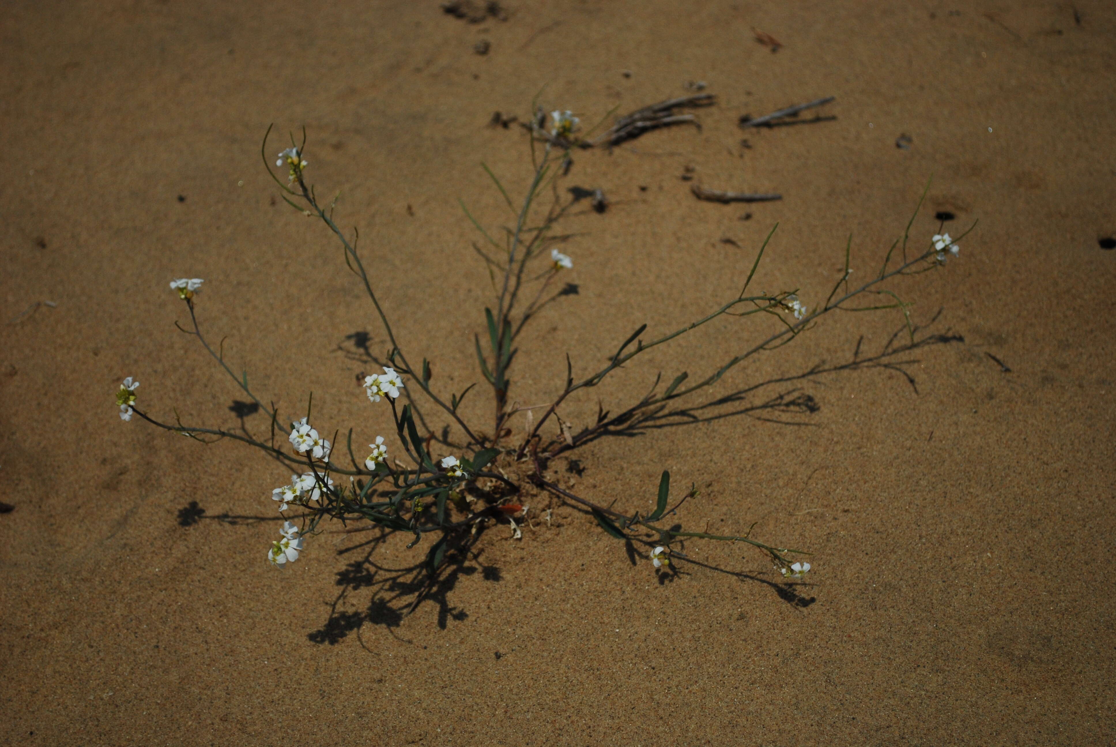 Sivun Arabidopsis lyrata (L.) O'Kane & Al-Shehbaz kuva