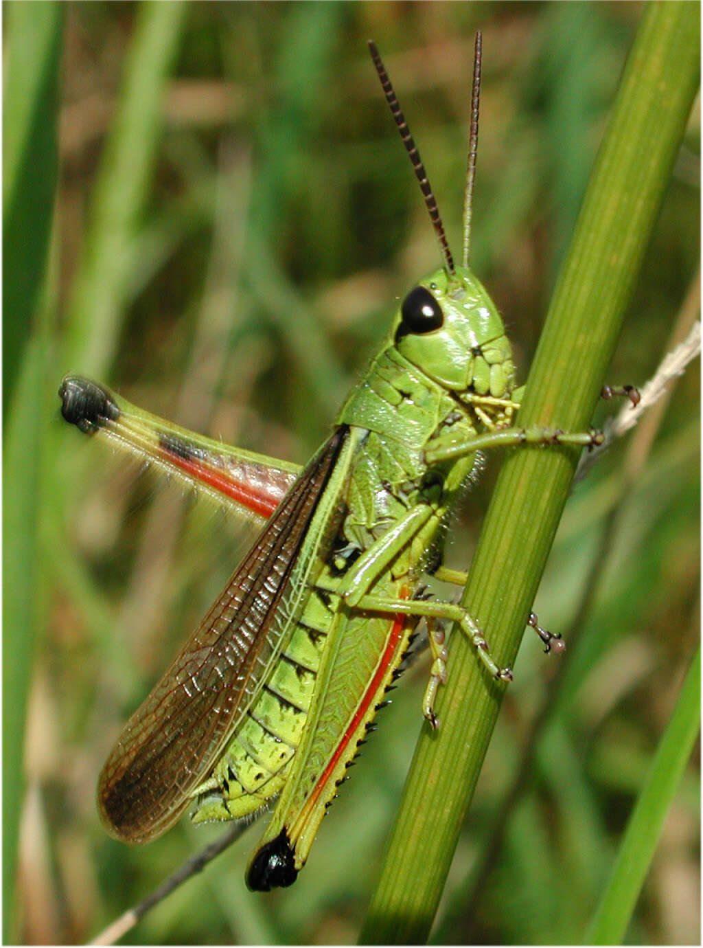 Image of Large marsh grasshopper