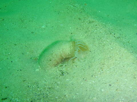 Image of Burrowing anemone