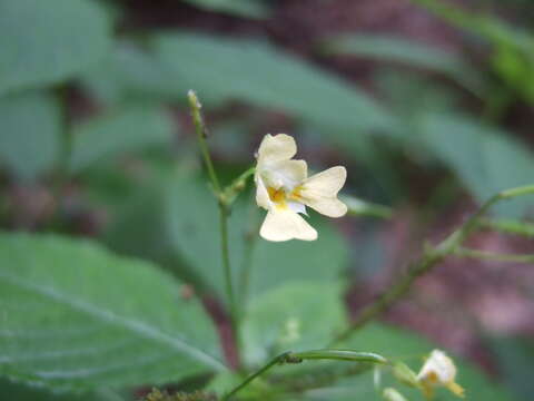 Image of small balsam