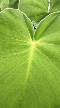 Image of Philodendron rugosum Bogner & G. S. Bunting