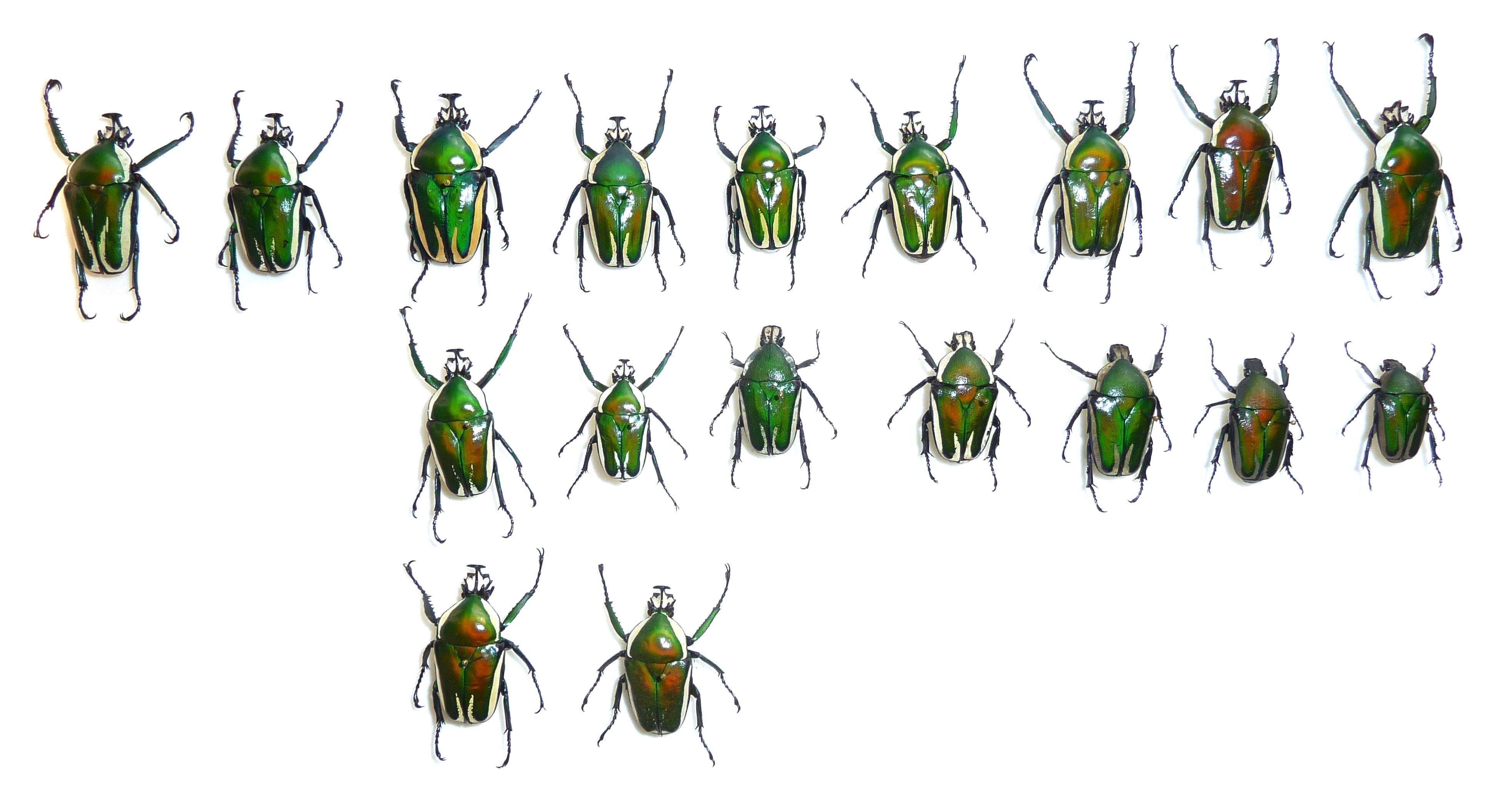 Image of Dicronorhina derbyana