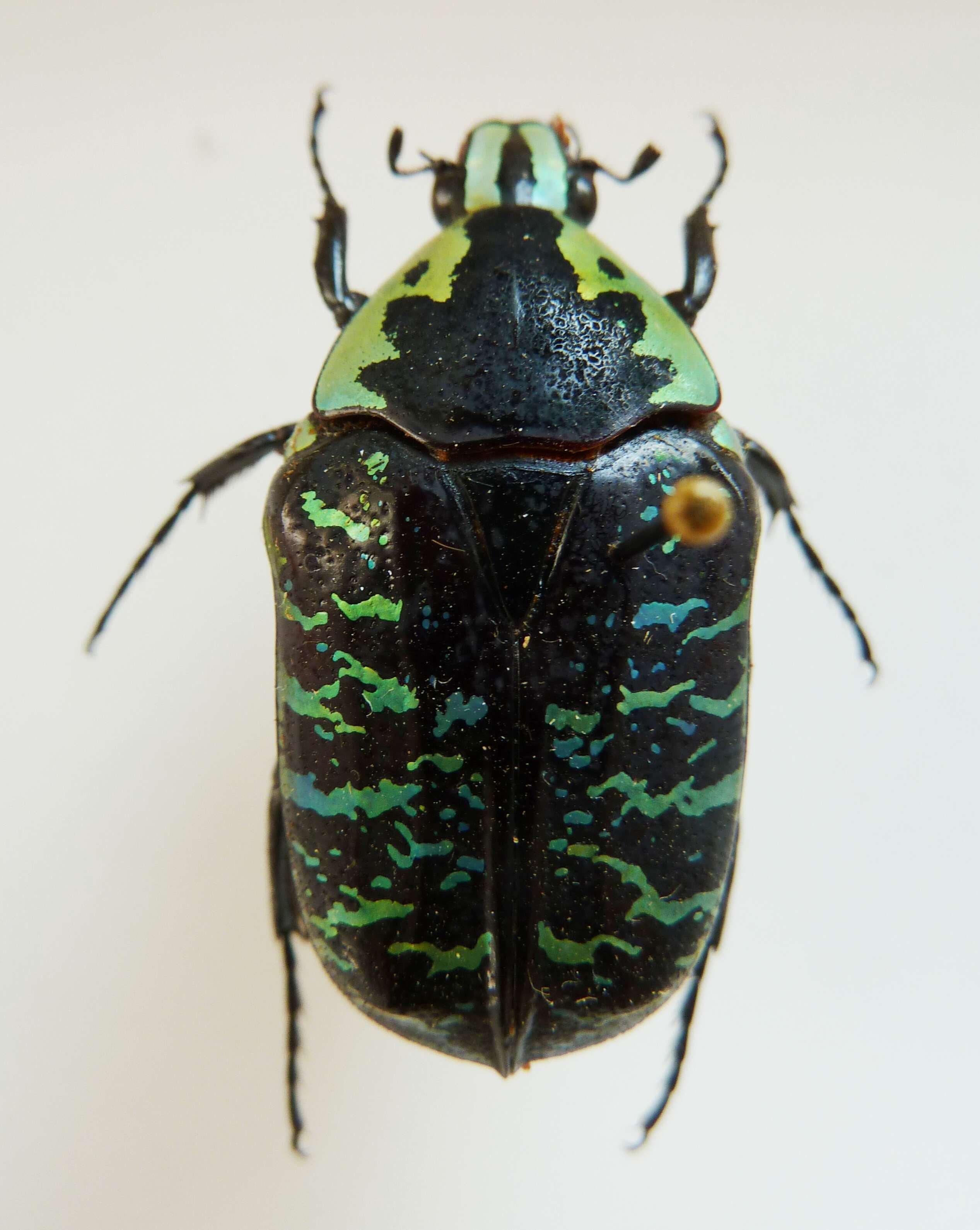 Image of Euchroea coelestis Burmeister 1842