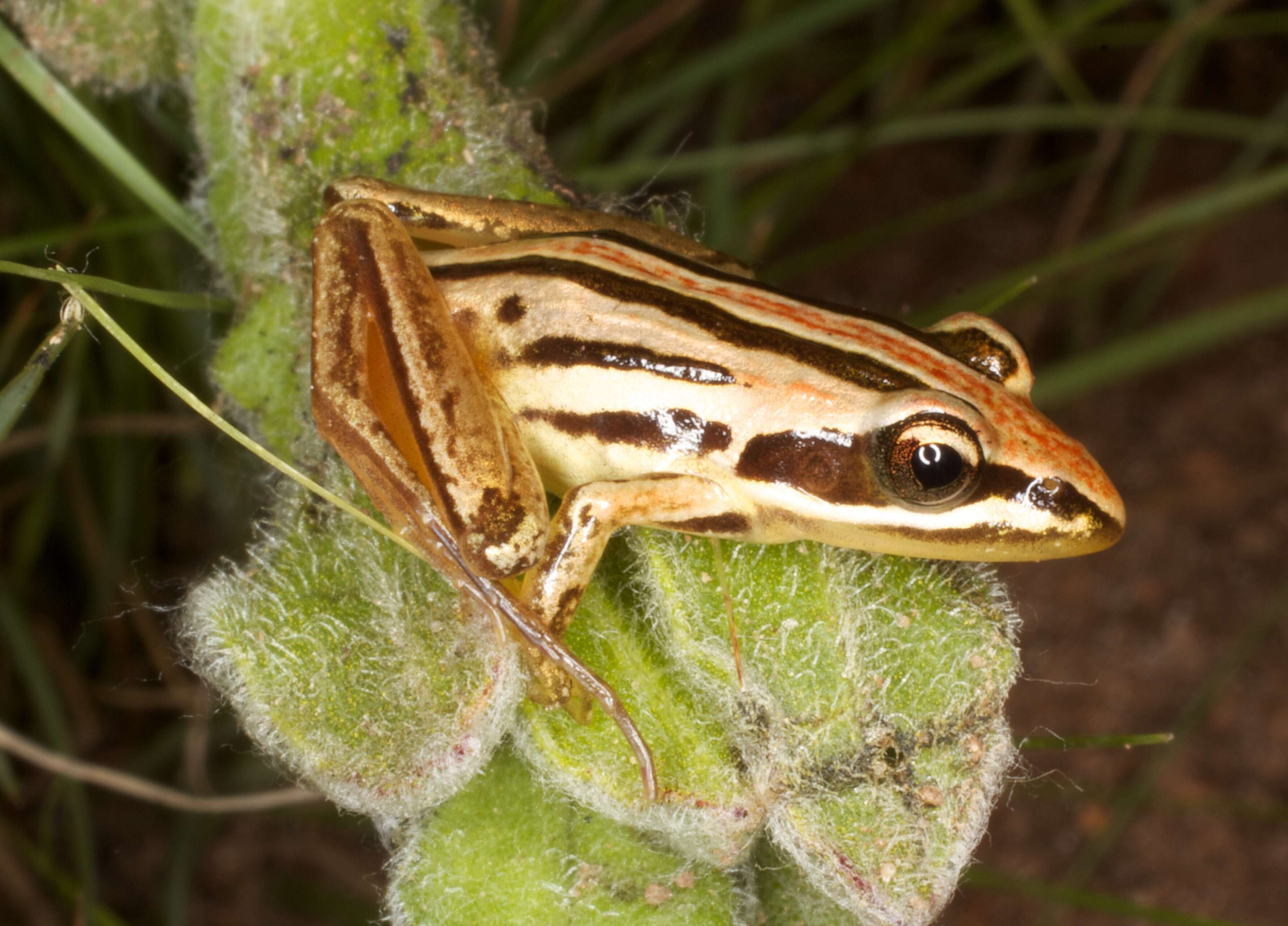 صورة Strongylopus fasciatus (Smith 1849)