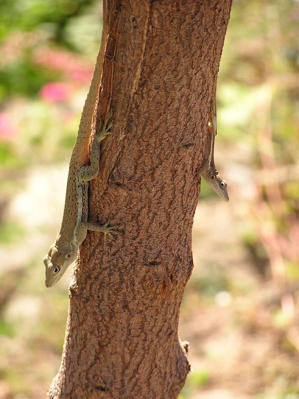 Image of Anguilla Bank Anole