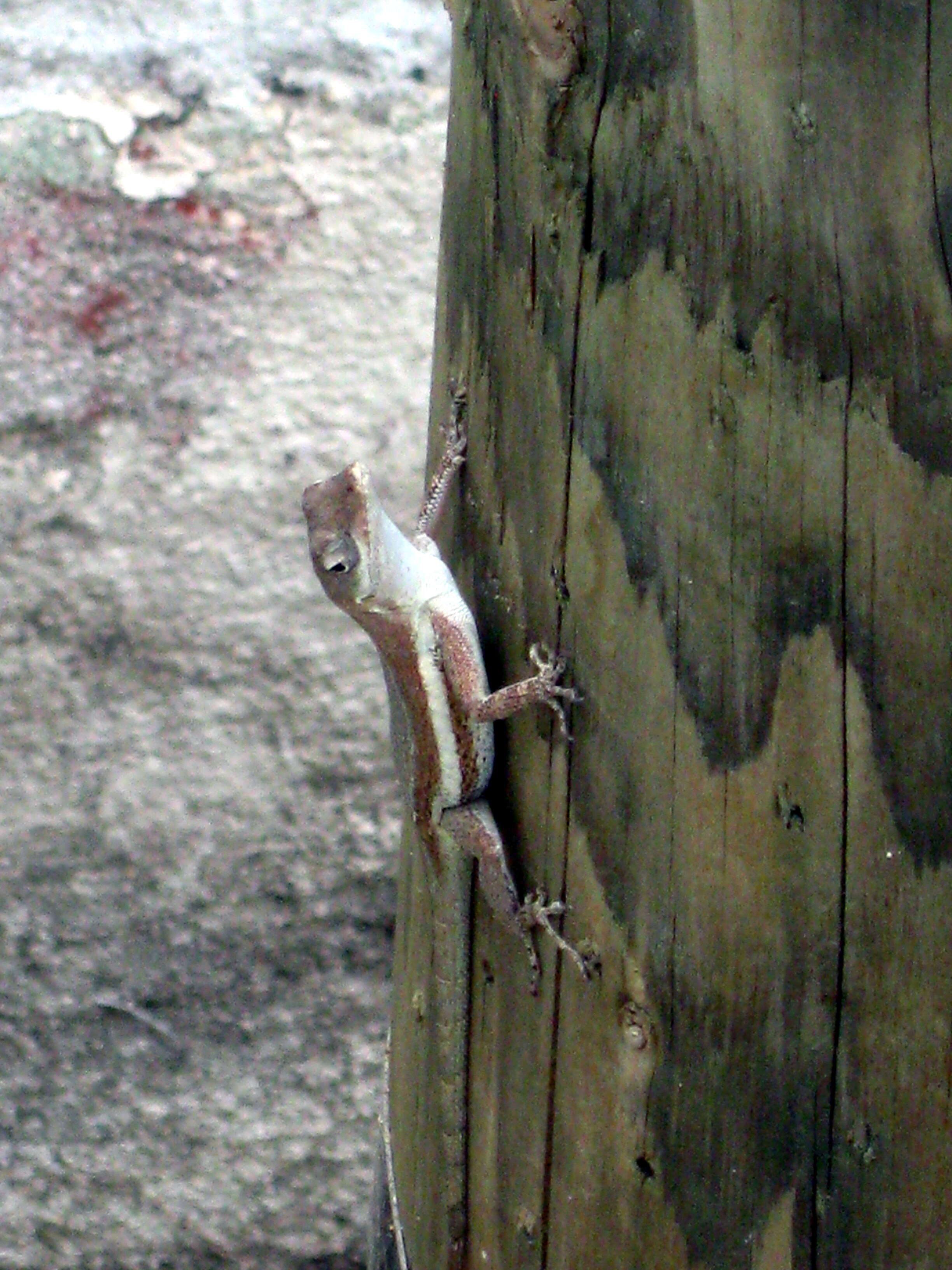 Image of Anguilla Bank Anole