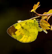 Image de Eurema blanda (Boisduval 1836)