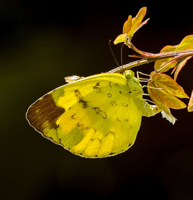 Image de Eurema blanda (Boisduval 1836)