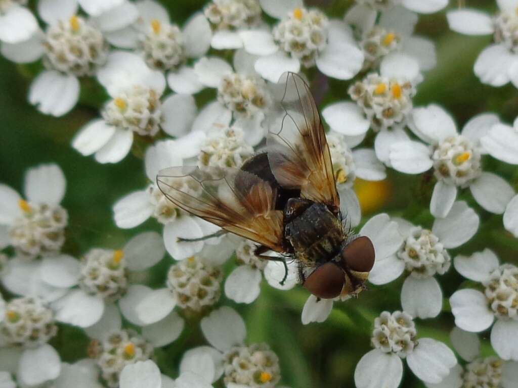 Imagem de Ectophasia crassipennis (Fabricius 1794)