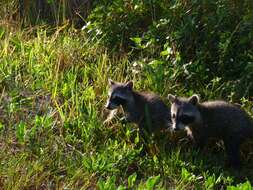 Image of raccoons