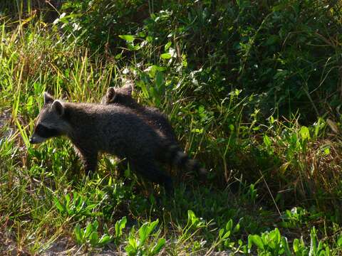 Image of raccoons