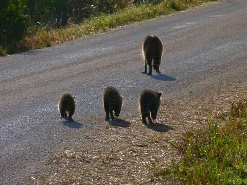 Image of raccoons