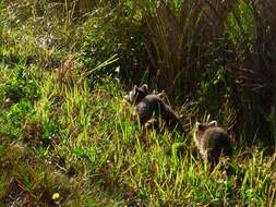 Image of raccoons