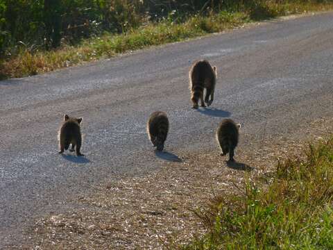 Image of raccoons