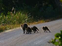 Image of raccoons