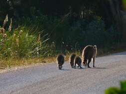 Image of raccoons