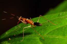 Image of Odontomantis