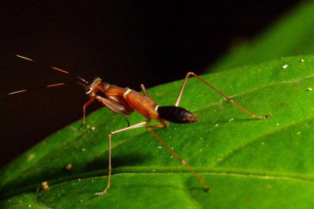 Image of Odontomantis