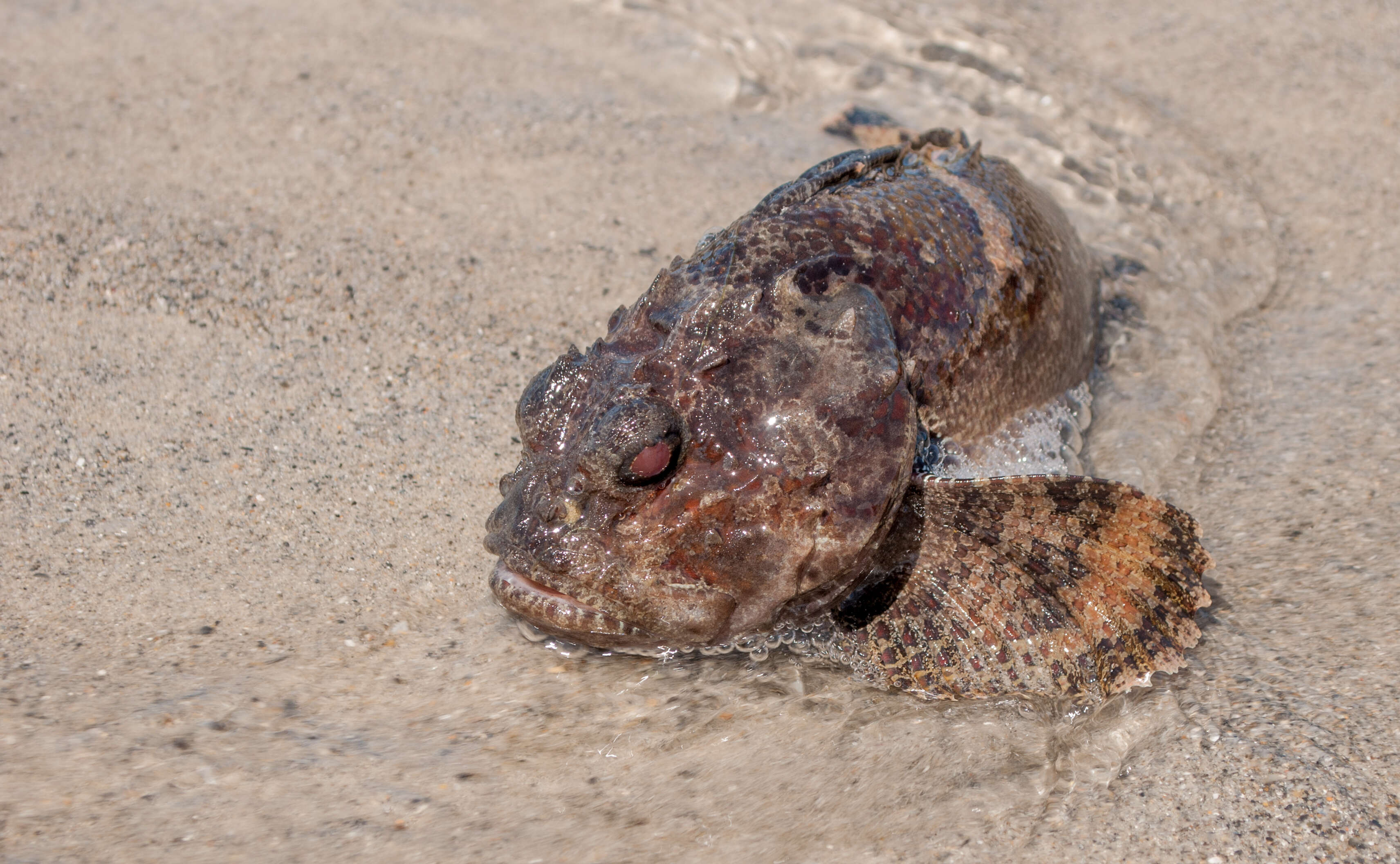 Image of Amphichthys