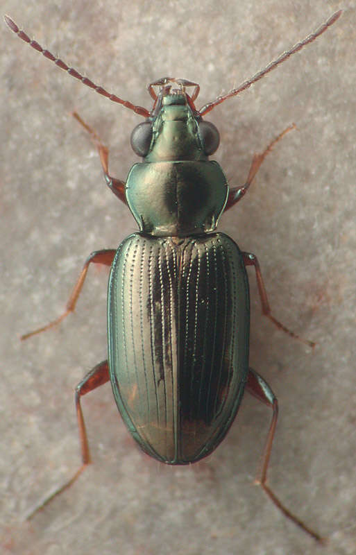 Image of Bembidion (Notaphus) rapidum (Le Conte 1847)