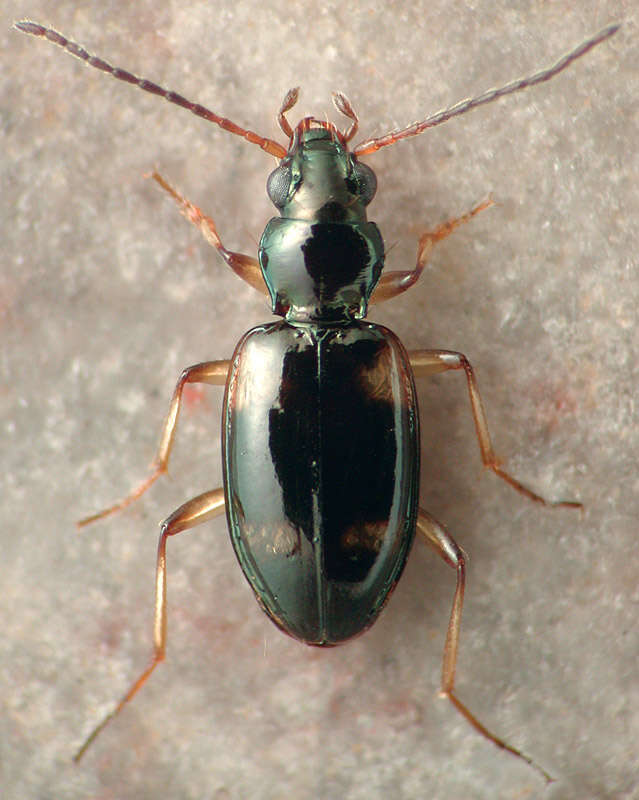 Image of Bembidion (Liocosmius) mundum (Le Conte 1852)