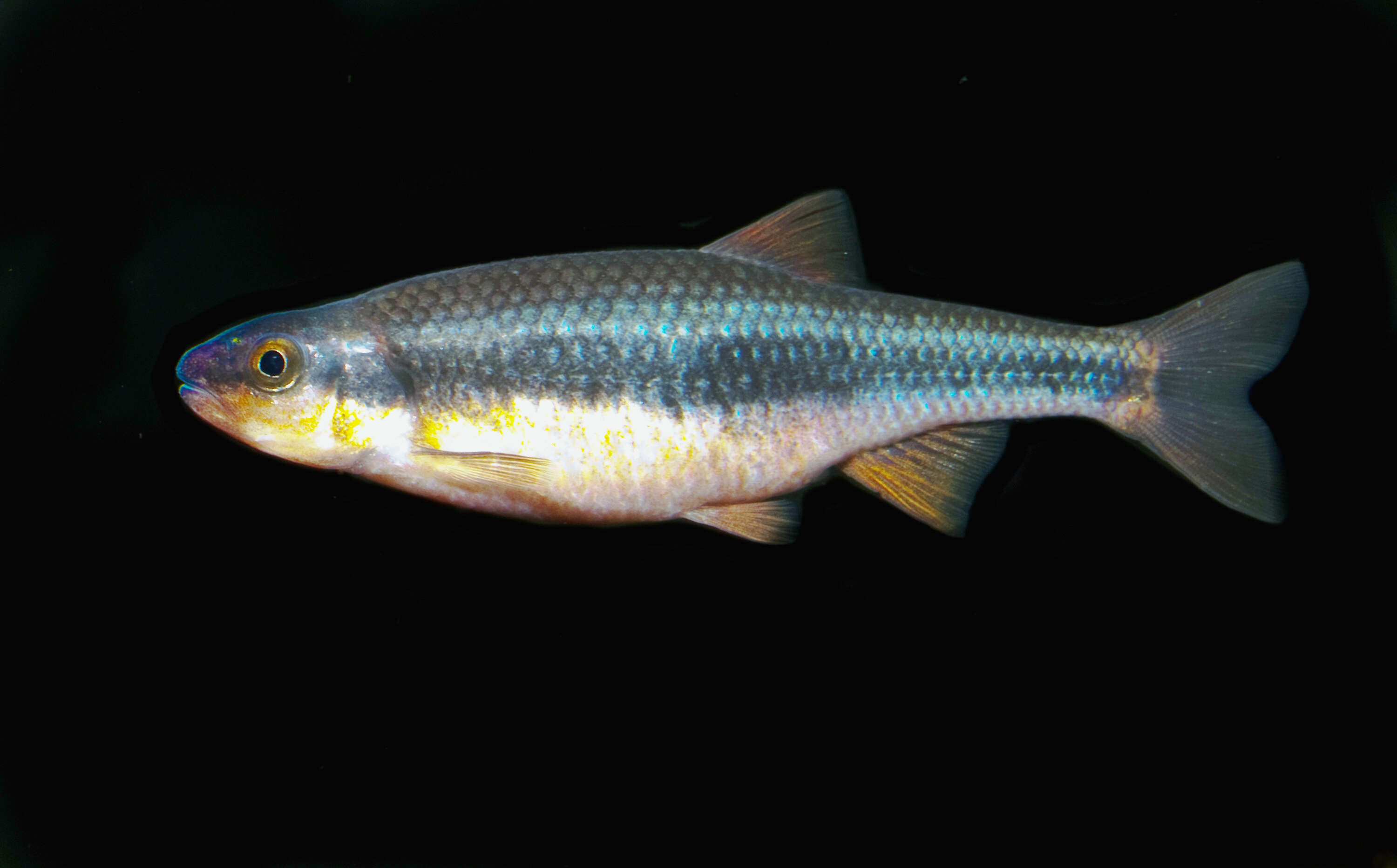 Imagem de Notropis lutipinnis (Jordan & Brayton 1878)