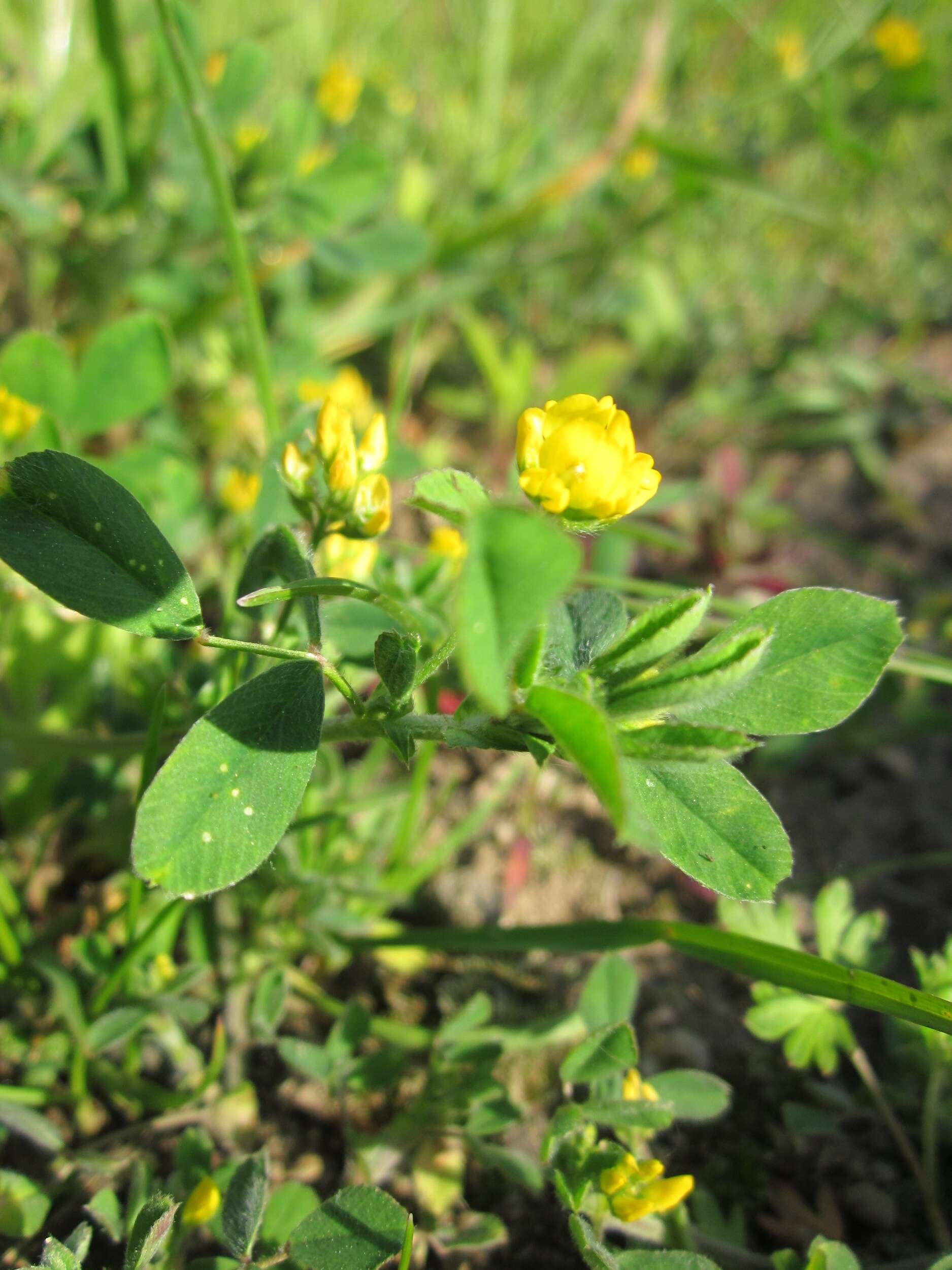 Image of bur medick