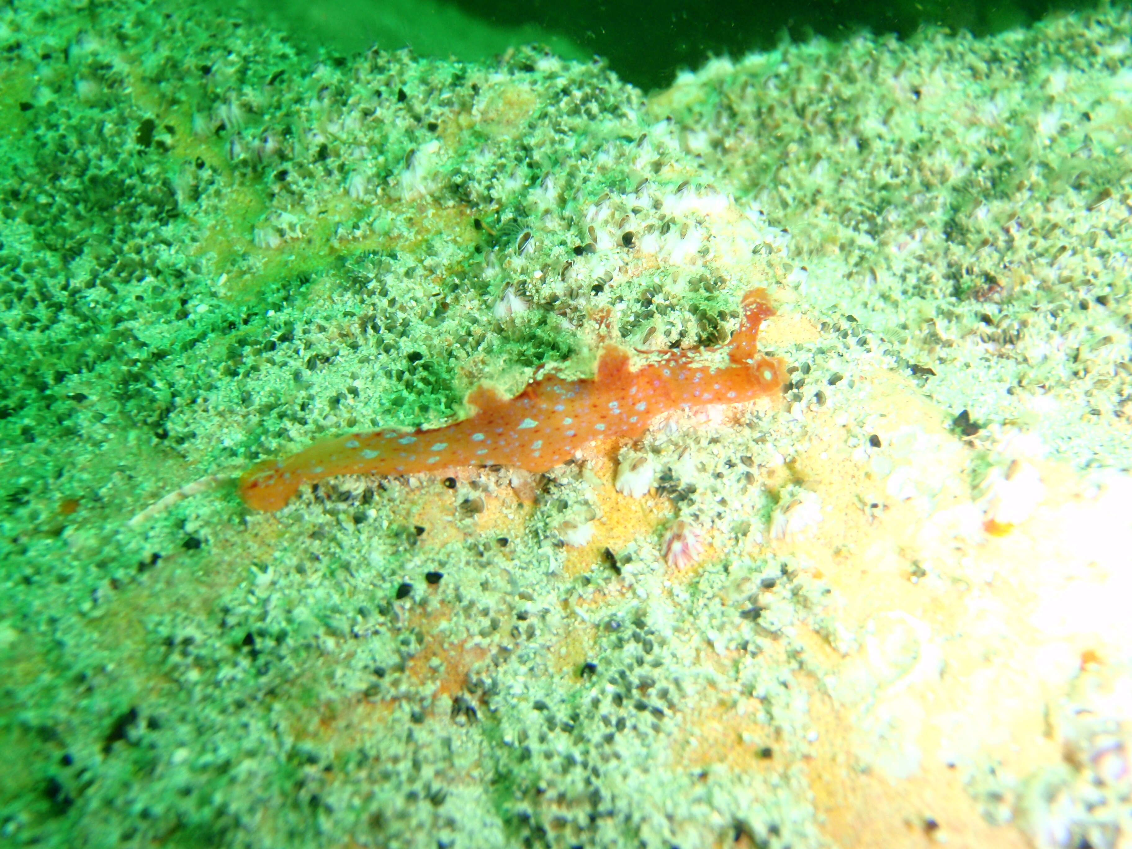 Image of Iridescent nudibranch