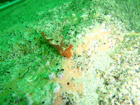 Image of Iridescent nudibranch