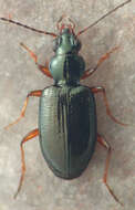 Bembidion (Hydriomicrus) semistriatum (Haldeman 1843)的圖片