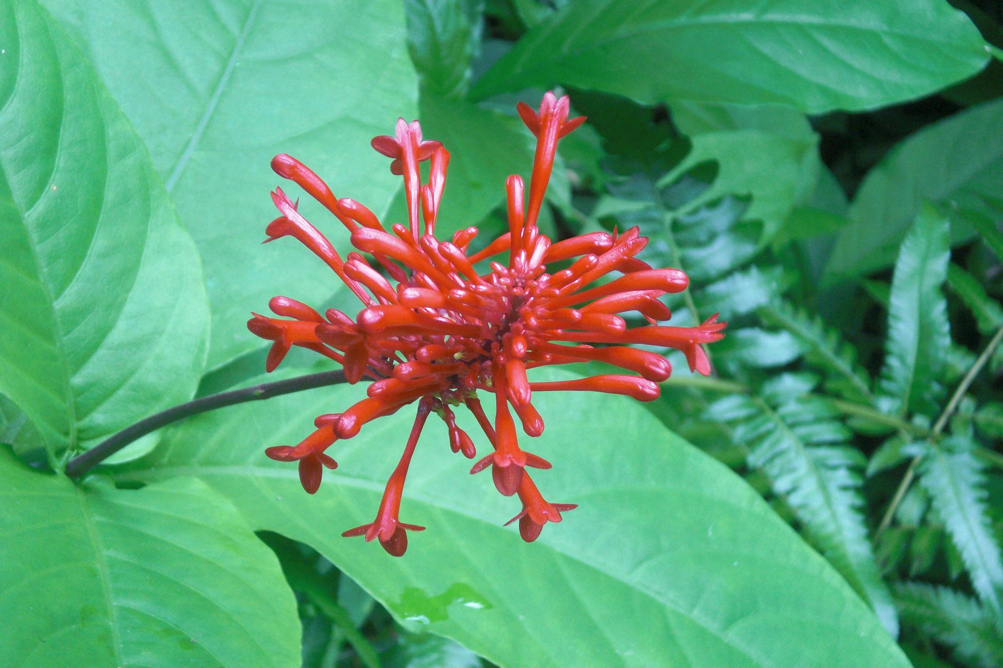 Image of Cardinal's guard flower