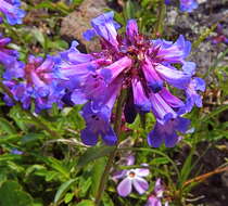 Image of littleflower penstemon