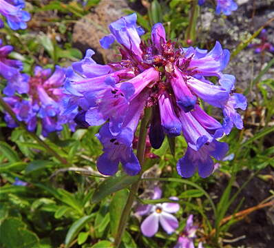 Image of littleflower penstemon