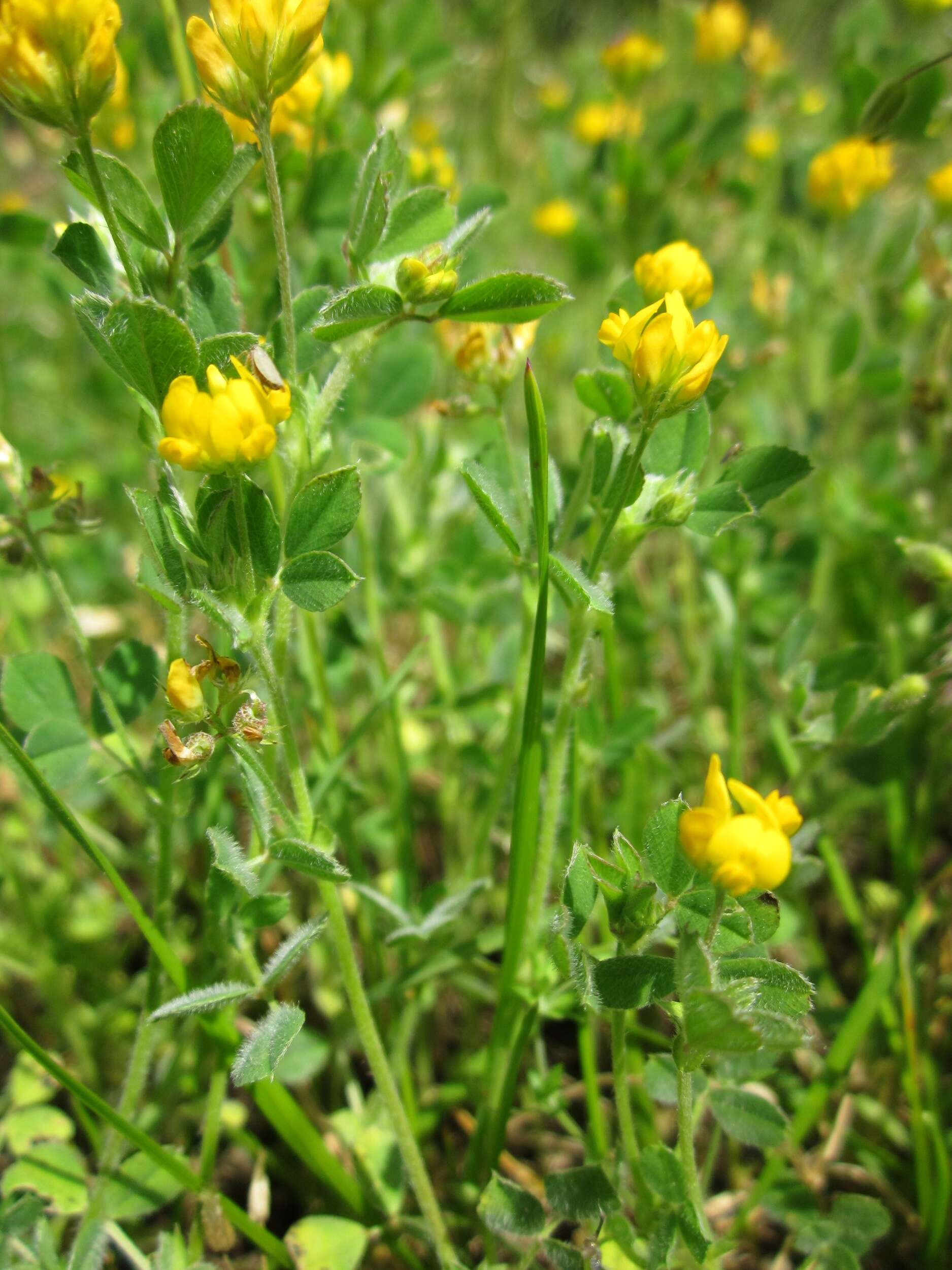 Image of bur medick