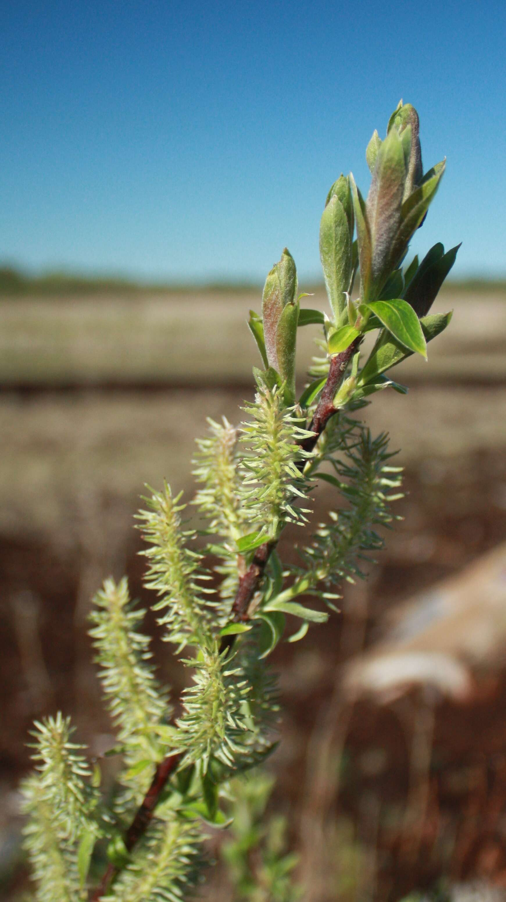 Plancia ëd Salix discolor Muhl.