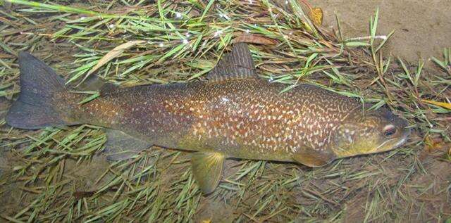 Image of Marbled trout