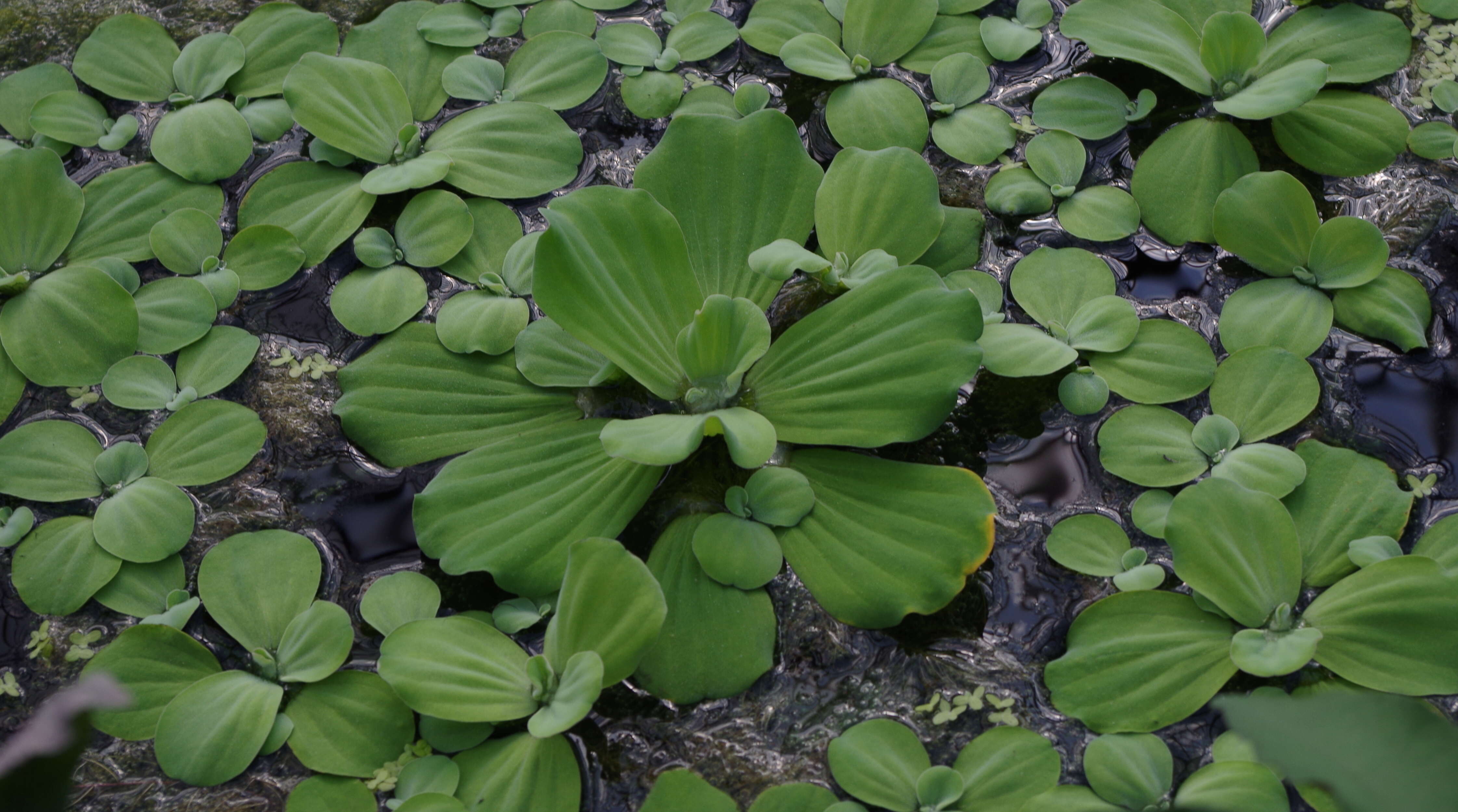 Image of pistia