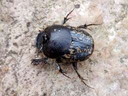 Image of Onthophagus (Palaeonthophagus) nuchicornis (Linnaeus 1758)