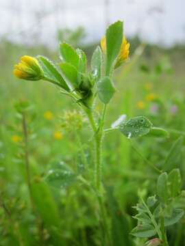 Image of bur medick