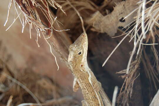 Image of Anguilla Bank Anole