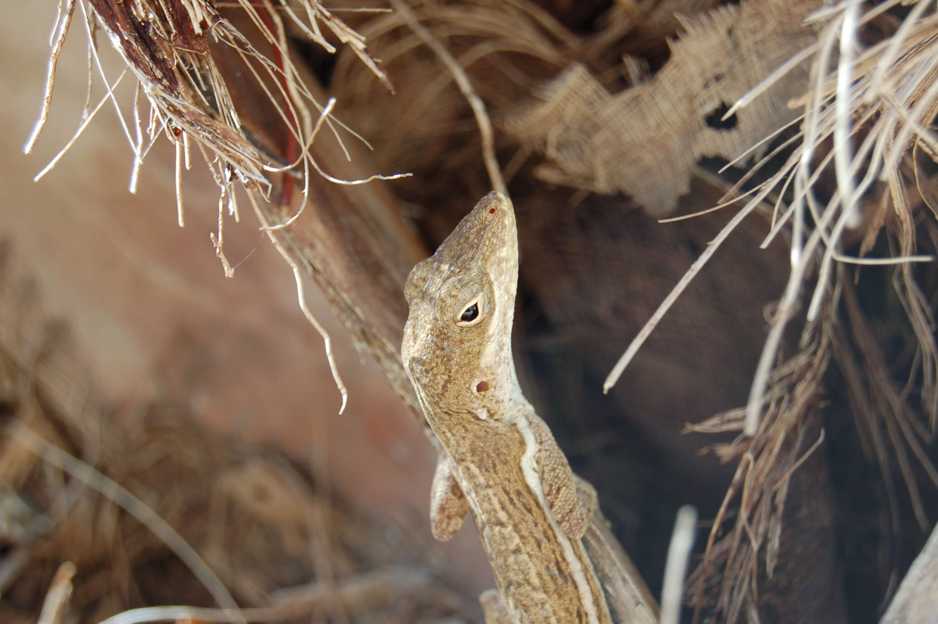 Image of Anguilla Bank Anole