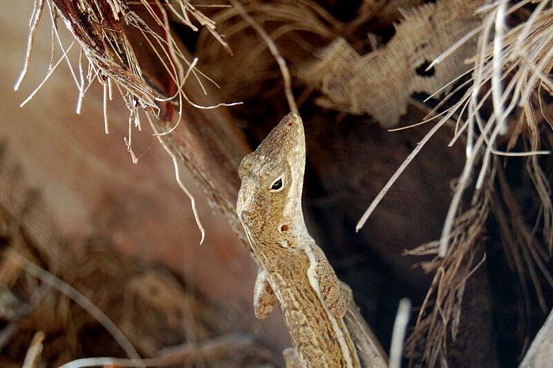 Image of Anguilla Bank Anole