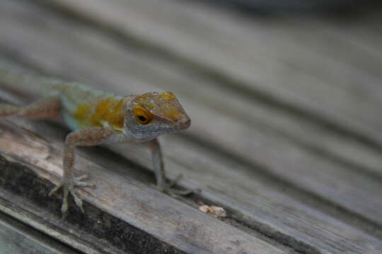 Image of Les Saines Anole