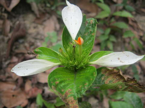 Image of Mussaenda macrophylla Wall.