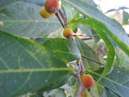 Image of Ficus sarmentosa Buch. ex J. E. Smith