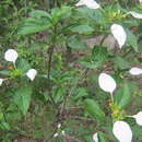 Image of Mussaenda macrophylla Wall.