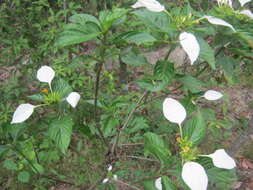 صورة Mussaenda macrophylla Wall.