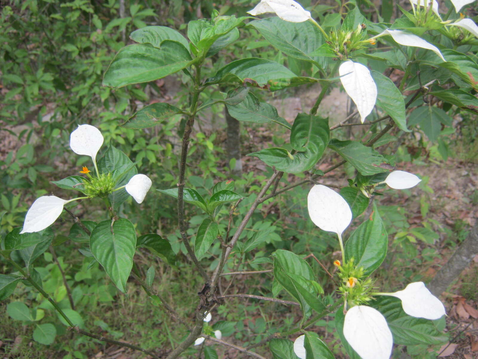 Image of Mussaenda macrophylla Wall.