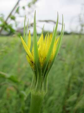 Image of yellow salsify